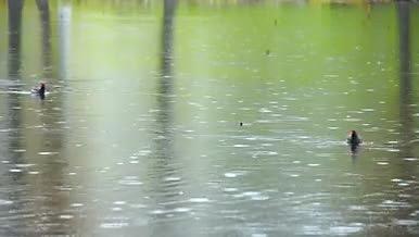 下雨雨滴雨水季节视频的预览图